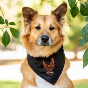 Bar & Shield Eagle Pet Bandana - L/XL